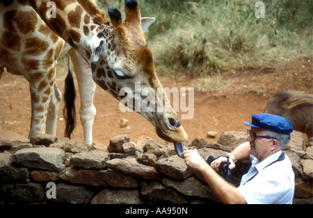Rothschild s Giraffe essendo alimentato da un maschio bianco turistico a Giraffe Manor Nairobi Kenya Africa orientale Foto Stock