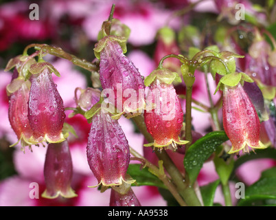 Kalanchoe sp Foto Stock