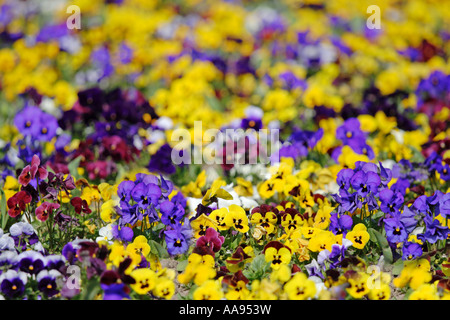 Giardino di fiori Foto Stock