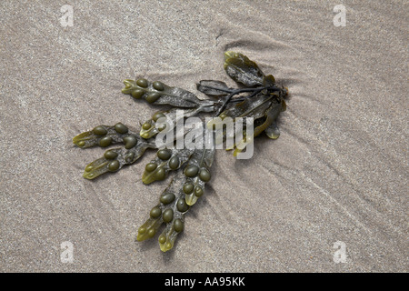 La vescica Wrack Fuscus vesiculosus alghe sulla spiaggia di Baia Budle, Northumberland, Inghilterra Foto Stock