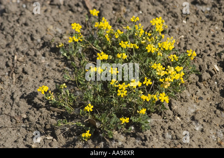 Molla gialla di montagna giardino di roccia pianta di piccole scorpion vetch - Leguminosae - Coronilla vaginalis Foto Stock