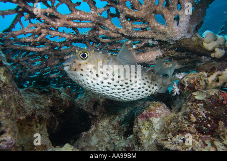 Yellowspotted Burrfish Porcupinefish Mare Rosso corallo tabella acropora Foto Stock