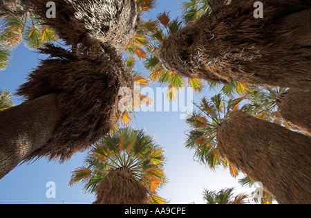 Ventola della California Palm (Washingtonia filifera) oasi nel Palm Canyon, Anza-Borrego Desert State Park, California, Stati Uniti d'America Foto Stock