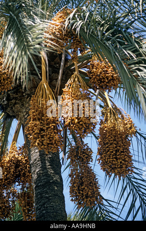 Date maturazione su data palm Phoenix dactylifera Palma Mallorca Spagna Spain Foto Stock