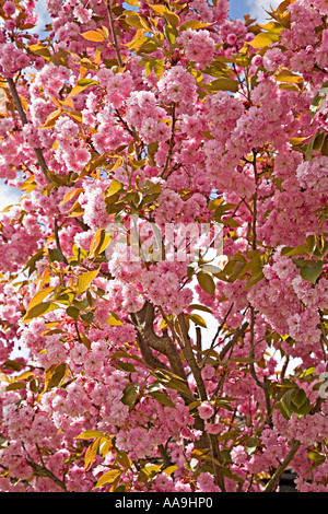 Rosa ciliegia Prunus spp blossom su albero contro sky Wales UK Foto Stock