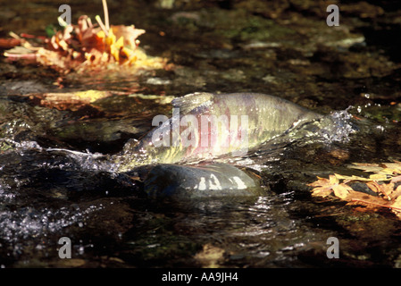 La deposizione delle uova di salmone eseguire Goldstream Provincial Park Foto Stock