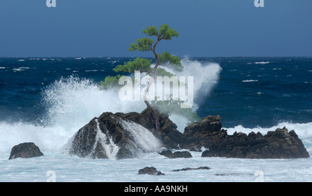 Albero isolato in spray Foto Stock