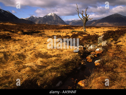 Lone Tree sul Rannoch Moor, Scozia Foto Stock