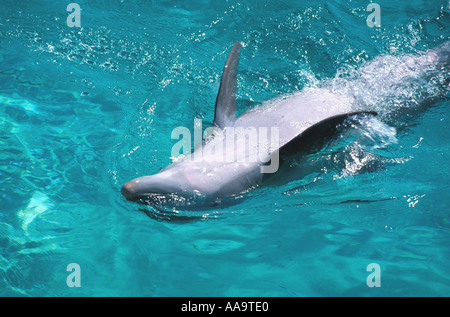 Il tursiope o delfino maggiore nuoto capovolto in acqua chiara Foto Stock