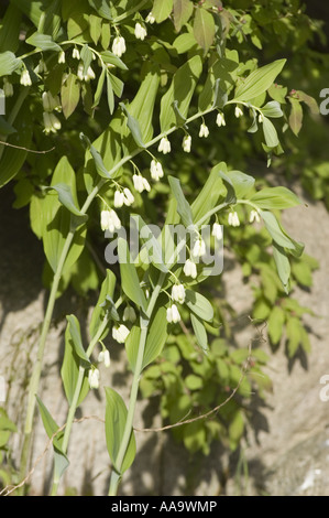 Solomon Seal - pianta poligonata multiflorum con steli ad arco e fiori bianchi a forma di campana in primavera. Foto Stock