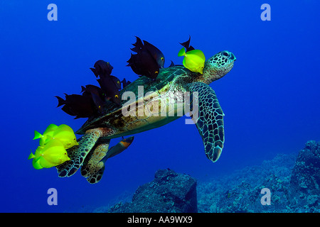 Tartaruga Verde Chelonia Mydas pulito mediante linguette di giallo e foderato bristletooth KAILUA KONA Hawaii USA Foto Stock