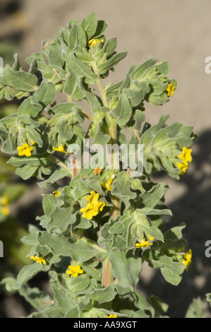 Molla di giallo dei fiori di giallo bugloss; Giallo gromwel - Boraginaceae - Alkanna orientalis Foto Stock