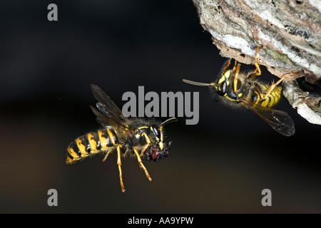 Wasp sassone Dolichovespula saxonica in volo a nido con bella fuori fuoco sfondo Biggleswade bedfordshire Foto Stock