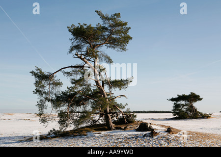 Tipico paesaggio olandese con la neve (Parco Nazionale di Hoge Veluwe, Paesi Bassi) Foto Stock