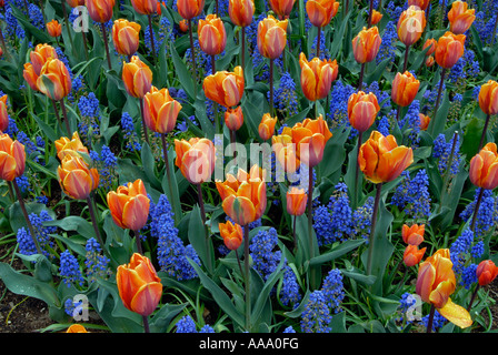 Molla porta un mare di colore con Prinses Irene tulipani e muscari azzurro Spike in piena fioritura Foto Stock