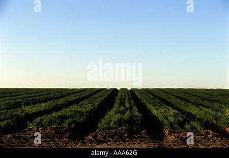 Campo di carota, Capel St Andrew vicino a Woodbridge, Suffolk, Regno Unito. Foto Stock