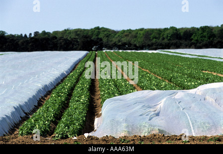 Nuovo potatoe crescente sotto il vello, Suffolk, Regno Unito. Foto Stock