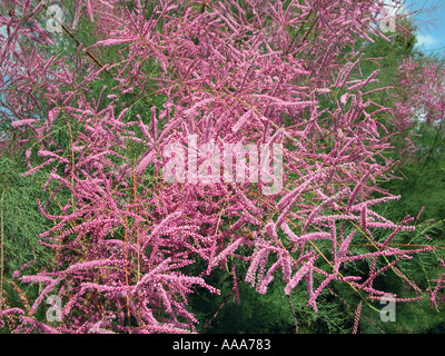 TAMARICACEAE Tamarix Pentandra pall fuenfmaennige Tamariske medio asien Asia sud est europa rosa rosso Foto Stock