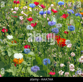 Ricco prato estivo piante da giardino fiorisce blooming bloom felice ricca bella bella Foto Stock