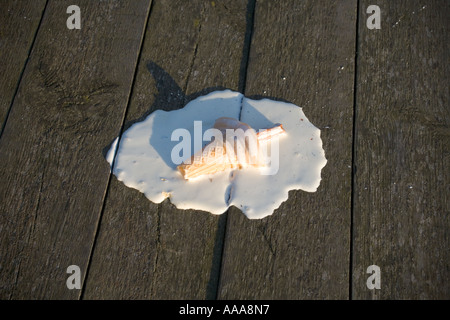 Cono gelato caduto su assi di legno di pier Foto Stock