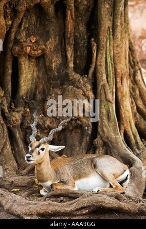 India Kerala Trivandrum giardini zoologici buck nero Antilope cervicapra riposa all'ombra di un grande albero 2006 Foto Stock