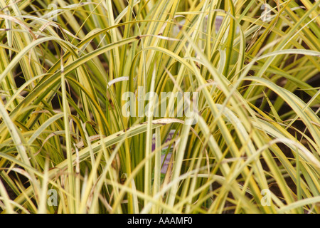 Acorus Ogon (Giapponese Rush). Foto Stock