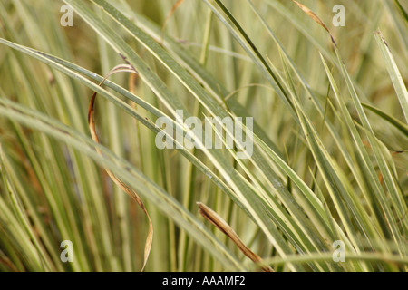 Acorus Ogon (Giapponese Rush). Foto Stock