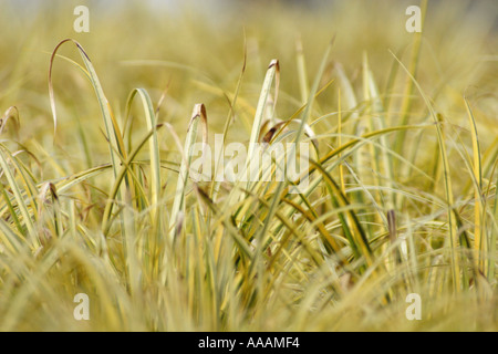 Acorus Ogon (Giapponese Rush). Foto Stock