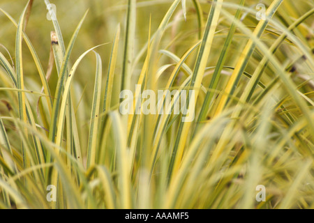 Acorus Ogon (Giapponese Rush). Foto Stock