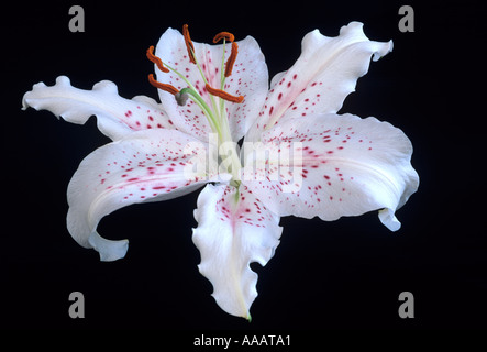 Lily close up contro uno sfondo nero Foto Stock