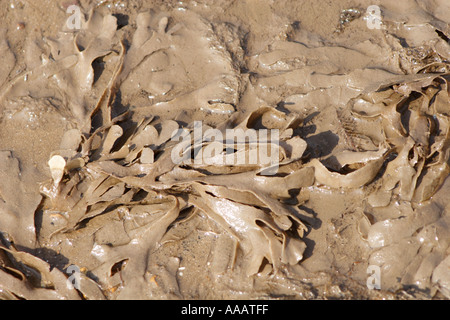 Alga Dulse lavato fino a riva Palmaria palmata, REGNO UNITO Foto Stock