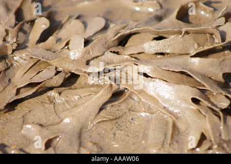 Alga Dulse lavato fino a riva Palmaria palmata, REGNO UNITO Foto Stock