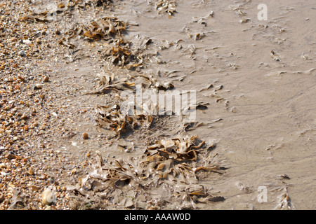 Alga Dulse lavato fino a riva Palmaria palmata, REGNO UNITO Foto Stock