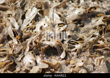 Alga Dulse lavato fino a riva Palmaria palmata, REGNO UNITO Foto Stock