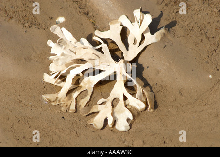 Alga Dulse lavato fino a riva Palmaria palmata, REGNO UNITO Foto Stock
