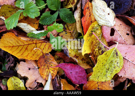Lascia sul terreno durante l'autunno cadono in bellissimi colori Foto Stock