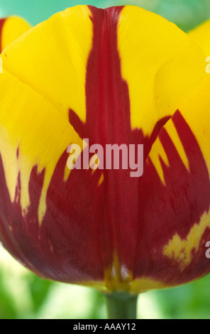 Tulipa 'Helmar'. 3 Divisione tre trionfo Group Tulip. Foto Stock