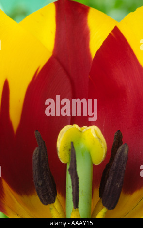 Tulipa 'Helmar'. 3 Divisione tre trionfo Group Tulip. Foto Stock