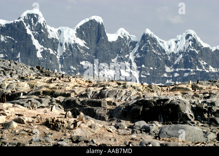 Gentoo penguin chick all'Antartico southermost rookery a Port Lockroy base sulla isola Wiencke Foto Stock