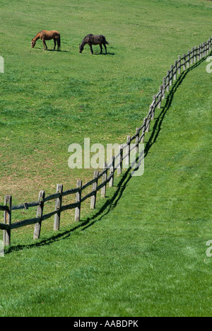 I cavalli pascolano in collina con campo curvo in legno recinzione Rampa, Pennsylvania, STATI UNITI D'AMERICA Foto Stock