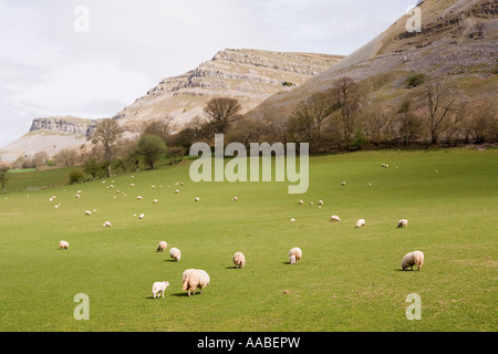 Regno Unito Galles Clwyd allevamento di pecore pascolano sui prati fertili al piede della montagna Eglwyseg Foto Stock