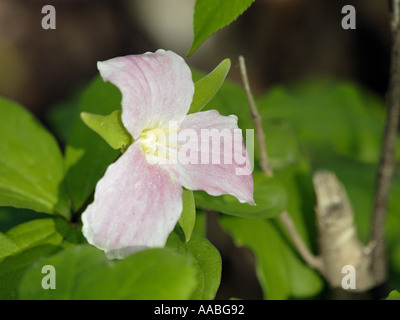 Great White Trillium Trillium grandiflorum sono una specie protetta di impianto nel sud-est Michigan Foto Stock