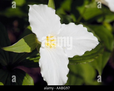 Great White Trillium Trillium grandiflorum sono una specie protetta di impianto nel sud-est Michigan Foto Stock