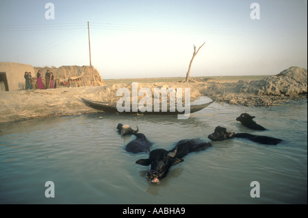 Marsh Arabs Iraq 1980 Nuoto di bufali d'acqua paludi mesopotamiche adobe House e famiglia sulla riva del fiume Nr Basra nell'Iraq meridionale. 1984 HOMER SYKES Foto Stock