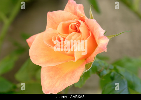 Peach rosa in fiore precoce Foto Stock