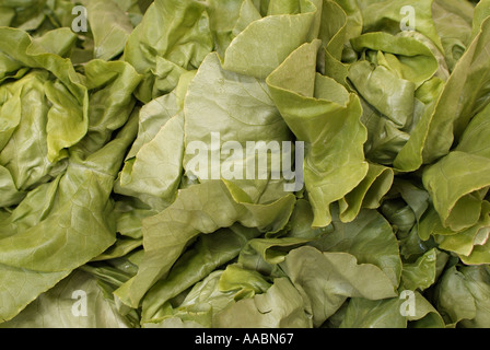 Foglie di lattuga Foto Stock
