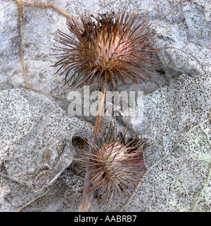 Selvatica Bardana Seedheads e foglie con effetto di filtro Foto Stock