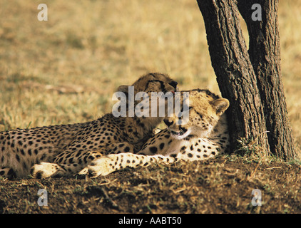 Due ghepardi in appoggio sotto agli alberi Riserva Nazionale di Masai Mara Kenya Africa orientale Foto Stock