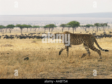 Ghepardo appena iniziando a levetta Masai Mara riserva nazionale del Kenya Africa orientale Foto Stock