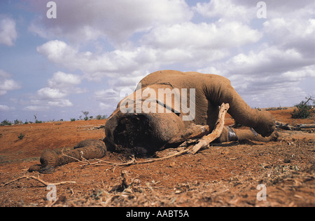 Elefante morto ucciso dai bracconieri Foto Stock